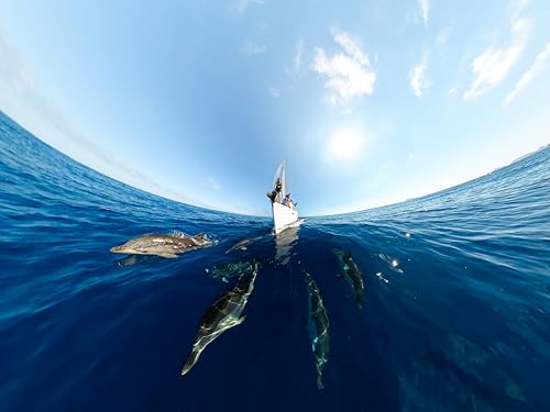 GoPro MAX – wasserdichte 360 + traditionelle Action-Kamera mit sphärischem 5,6K30 HD-Video, 16,6 MP, 360 Fotos, 1080p Live-Streaming-Stabilisierung